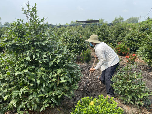 Một vườn mai tại huyện Bình Chánh, TP HCM
