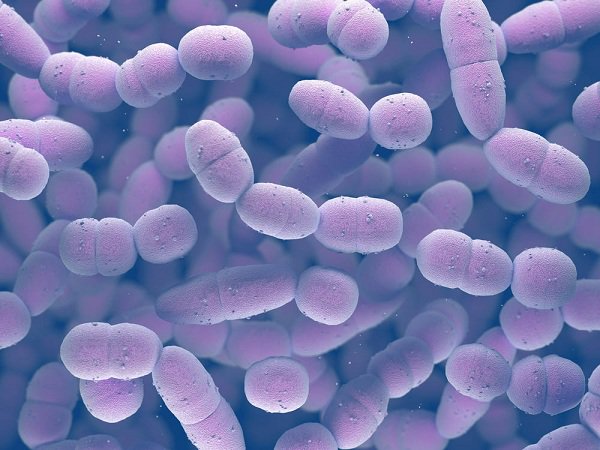 Bội nhiễm phế cầu khuẩn là nguyên nhân gây tử vong do cúm.
