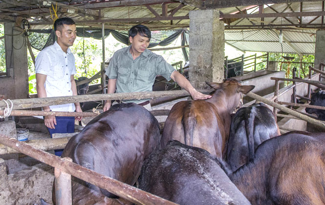 Anh Trần Trọng Tấn chia sẻ kinh nghiệm chăn nuôi bò BBB với hộ chăn nuôi trong xã.