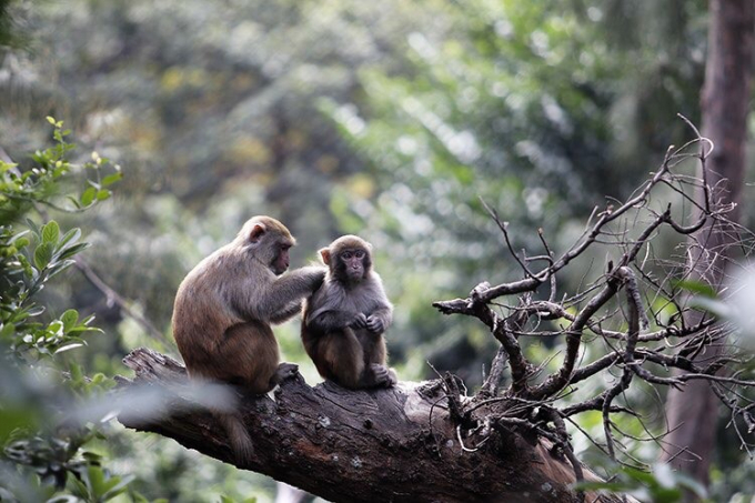 Đàn khỉ được nuôi thả tự do tại đảo Rều phục vụ nghiên cứu khoa học.