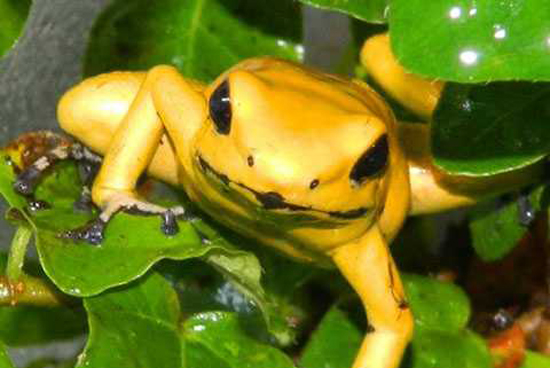 Loài ếch vàng là một trong ba loài ếch nguy hiểm chết người