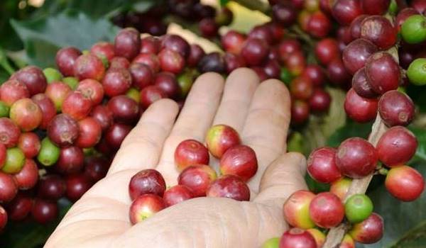 Cập nhật giá cà phê hôm nay ngày 3/1/2020