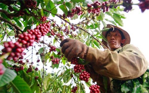Giá cà phê hôm nay 4/1: Cơ hội và thách thức cho Robusta, doanh nghiệp chuyển hướng khi xuất khẩu gặp khó