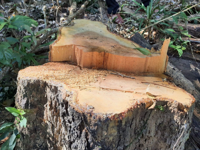 Hiện trường vụ khai thác gỗ.