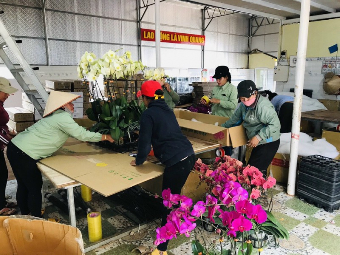 Công nhân đang làm việc tại trang trại YSA Orchid