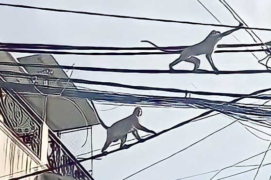 Khỉ leo lên đường dây điện tại khu dân cư. Ảnh: T.H.