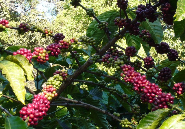 Giá cà phê hôm nay 15/1: Cà phê Arabica tiếp tục tăng mạnh, trong nước giữ mốc 32 triệu đồng/tấn