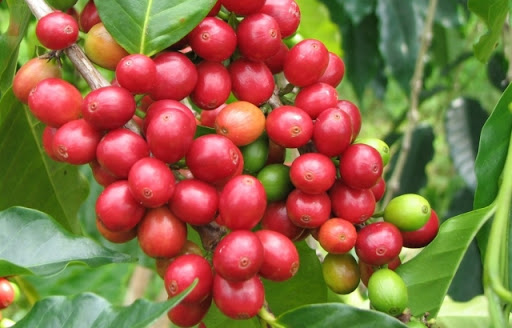 Giá cà phê hôm nay 17/1: Tăng 300 - 500 đồng/kg so với đầu tuần, đự đoán lên mức 33 triệu đồng/tấn
