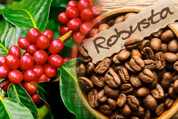 Giá cà phê hôm nay 20/1: Tăng 100 - 200 đồng/kg, bất chấp đại dịch, nhu cầu cà phê Robusta vẫn cao