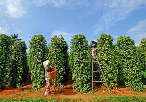 Giá tiêu hôm nay 24/1: Xu hướng tăng ở Gia Lai, Đồng Nai