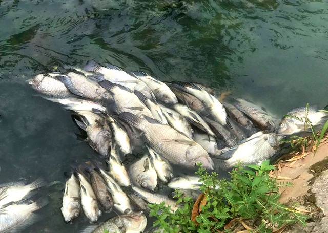 Cá các loại đã chết nổi trắng trên kênh Bưng Cải khiến người dân địa phương hoang mang, lo lắng (Ảnh: Trung Kiên).
