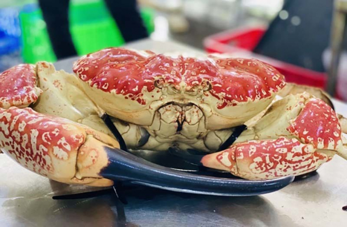 Dịp Tết Tân Sửu này, cua khổng lồ Úc đổ về Việt Nam, có giá 3-4 triệu đồng/kg