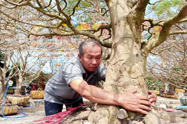 Ông Nguyễn Thanh Tam đang rao bán cây mai của mình với giá 5 tỷ đồng. Có thể nói, đây là cây mai vàng có giá cao nhất tại chợ hoa xuân Long Xuyên