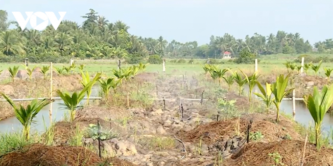 Hệ thống tưới nước tiết kiệm của nông dân Vĩnh Long.