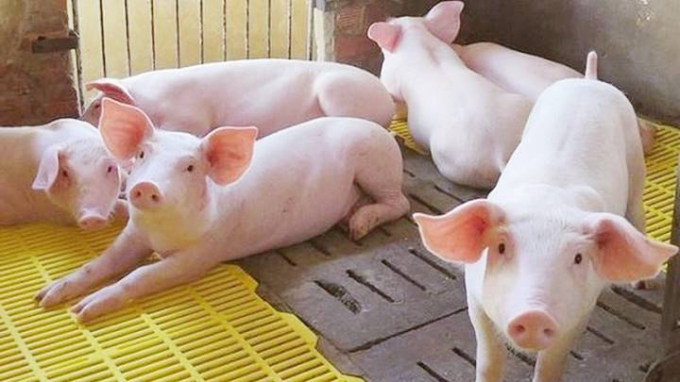 Cập nhật giá heo hơi mới nhất hôm nay 16/2/2021