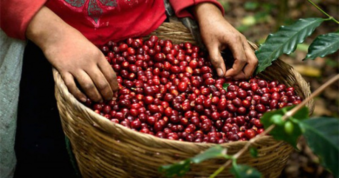 Giá cà phê hôm nay 19/2: Arabica bật tăng mạnh, trong nước cán mốc 32 triệu đồng/tấn