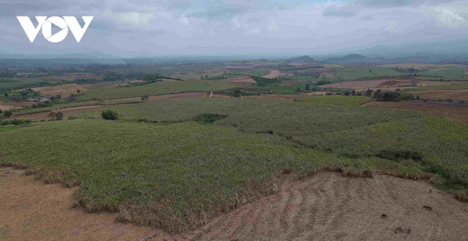 Niên vụ mía 2020 - 2021, toàn tỉnh Đắk Lắk có 9.000 ha, sản lượng ước đạt 540.000 tấn
