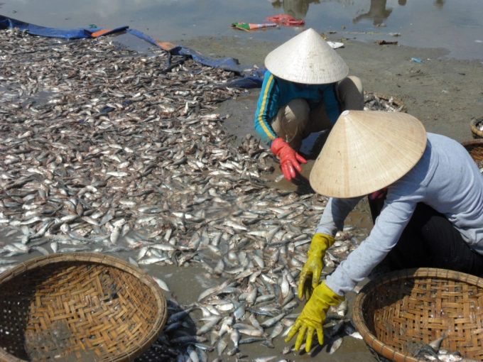Cảnh thu hoạch cá trích ở cảng cá Long Hải. Ảnh: Nguyễn Thanh.