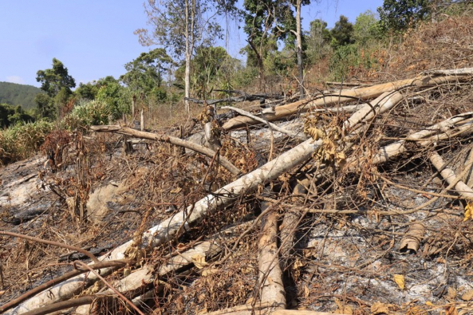 Nhiều cây rừng bị chặt phá, đốt cháy. Ảnh: Tr.Thuỵ