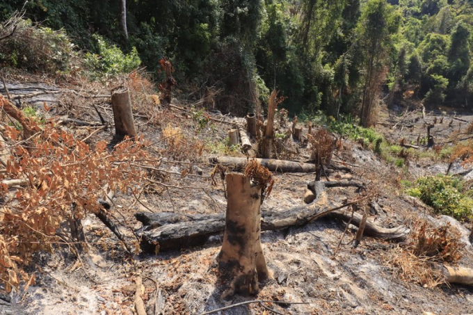 Hàng trăm gốc cây rừng phòng hộ đã bị đốn ngã. Ảnh: Tr. Thuỵ
