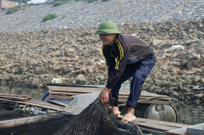 Sau tết là thời điểm thương lái thu mua cá lồng nhộn nhịp nhất, nhưng do ảnh hưởng của dịch Covid-19 nên nhiều lồng cá hiện không thể xuất bán. Ảnh: Trung Quân