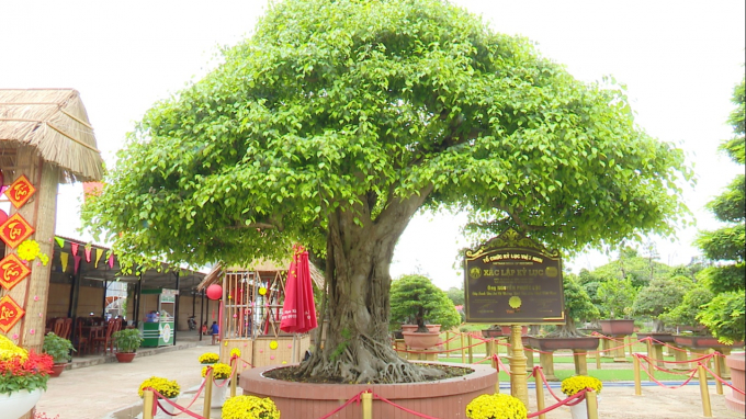 Cây sanh bonsai của ông Lộc xác lập kỷ lục “Cây Sanh bon sai có đường kính tán lớn nhất Việt Nam”. Ảnh: Thanh Nghĩa.