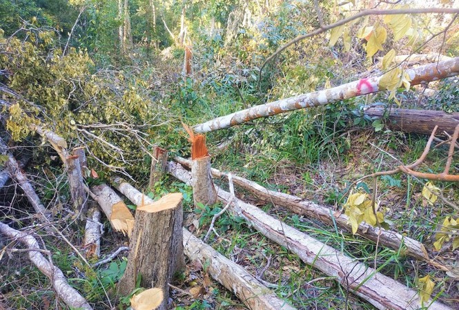 Hiện trường một vụ phá rừng tại xã huyện Ea H'leo