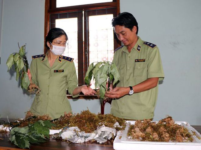 Sau khi kiểm đếm, lực lượng chức năng thu giữ 2 kg củ và 12 kg lá có hình dáng giống sâm Ngọc LinhẢNH: ĐỨC NHẬT