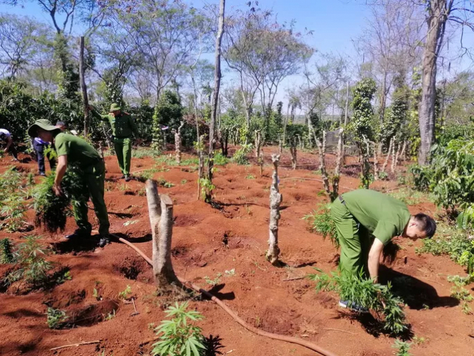 Lực lượng công an thu giữ 1.500 cây cần sa
