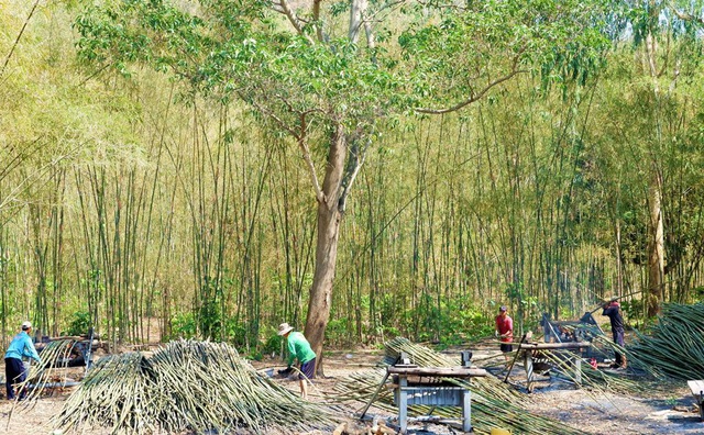 Cây tầm vông được trồng tập trung ở các xã như Lương Phi, Ô Lâm, Cô Tô và thị trấn Ba Chúc thuộc huyện Tri Tôn. Một cây tầm vông phải mất từ 5-7 năm mới cho thu hoạch Ảnh: Ngọc Linh.
