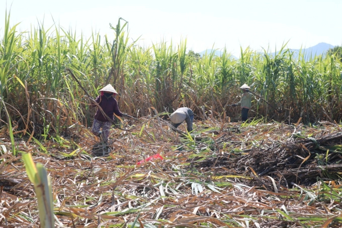 Theo nông dân tỉnh Khánh Hòa, những năm gần đây việc trồng mía không còn mang lại hiệu quả kinh tế. Ảnh: KS.