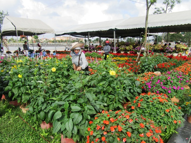 Chợ hoa Xuân Tân Sửu 2021 được tổ chức tại Công viên Fidel Castro