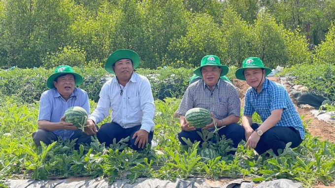 Dưa hấu hữu cơ Quế Lâm theo tiêu chuẩn 5 không đạt hiệu quả rất cao, giá bán 9.000 đồng/kg. Ảnh: QL.