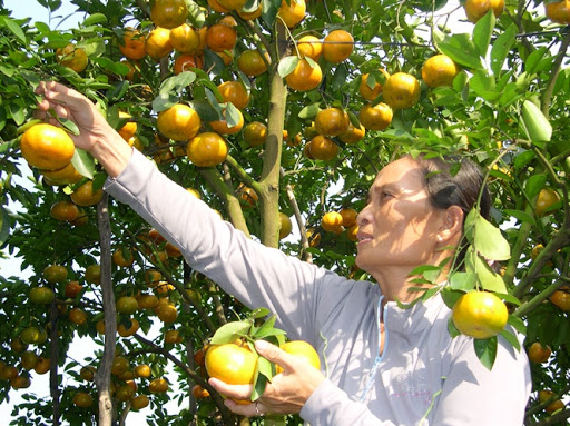 Mục tiêu của đề tài nghiên cứu sẽ xác định được những yếu tố ảnh hưởng đến bệnh vàng lá, thối rễ và héo xanh trên cây quýt Hồng ở huyện Lai Vung - Đồng Tháp. Ảnh: Lê Hoàng Vũ.