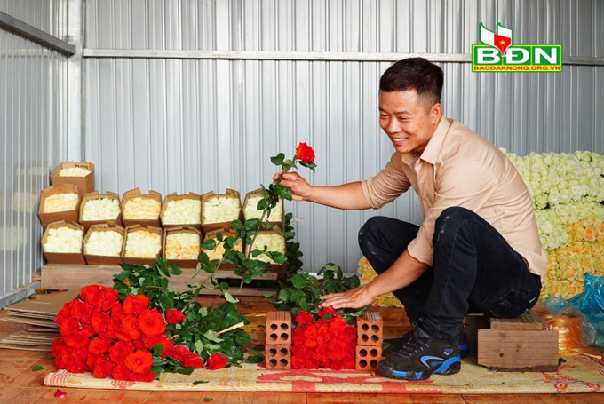 Vườn hoa hồng của Xuân Anh chủ yếu cung cấp cho thị trường TP. Hồ Chí Minh và Gia Nghĩa