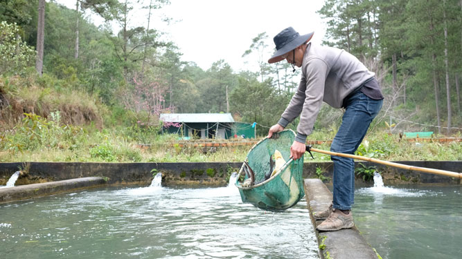 Nhiều hộ nuôi cá tầm ở Lâm Đồng không tăng đàn hoặc ngưng nuôi vì thua lỗ .Ảnh: ĐÌNH THI