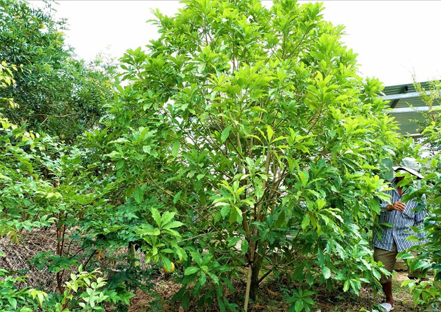Vú sữa hoàng kim trồng từ 15 tháng có thể cho trái.