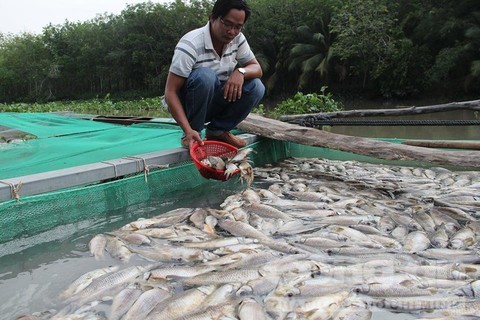 Một người dân buồn bã vì sắp tới ngày thu hoạch nhưng giờ trắng tay.