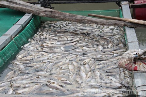 Cá chết nổi trắng lồng nuôi.