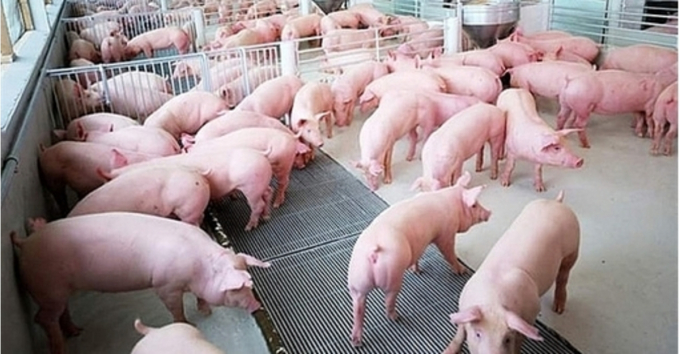 Giá thịt lợn cao sẽ khiến triển vọng phục hồi kinh tế của khu vực châu Á - Thái Bình Dương thêm khó lường. Ảnh: KhmerTimes