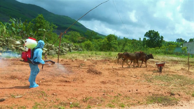 Lực lượng chức năng tiêm phòng bệnh viêm da nổi cục trên đàn trâu, bò ở tỉnh Quảng Bình