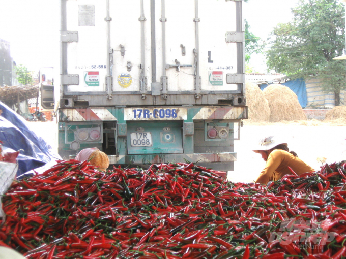 Trước đây, vào vụ thu hoạch rộ, mỗi đêm bà Cúc đưa sang thị trường Trung Quốc đến 3 xe container ớt tươi, khoảng 50-60 tấn, nhưng giờ đầu ra đã bị “tắt”. Ảnh: Vũ Đình Thung.