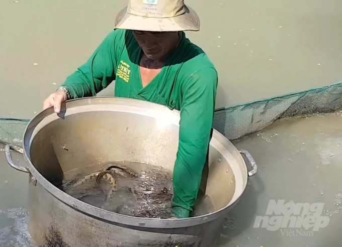 Mô hình nuôi cá chạch lấu quảng canh cải tiến đang được người dân tại huyện Hồng Dân nhân rộng. Ảnh: Trọng Linh.