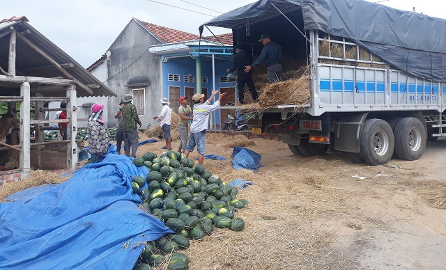 Nông dân xã Cát Lâm (huyện Phù Cát, Bình Định) đang vận chuyển dưa hấu lên xe tải cho thương lái xuất khẩu đi Trung Quốc.