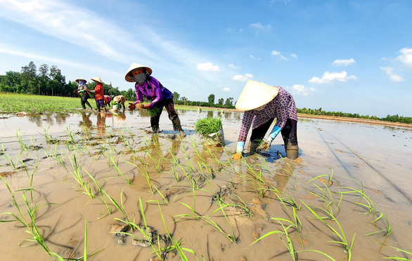 Giống lúa ST được cấy tại cánh đồng của ông Hồ Quang Cua ở Sóc Trăng - Ảnh: CHÍ QUỐC