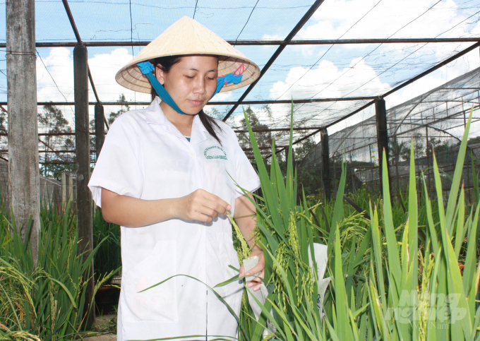 Nghiên cứu lai tạo giống lúa OM của Viện Lúa ĐBSCL. Ảnh: VL.