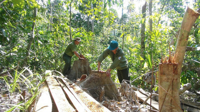 Lực lượng chức năng kiểm tra hiện trường vụ phá rừng giáp ranh hai huyện Tây Hòa- Sông Hinh. Ảnh: VŨ XUÂN