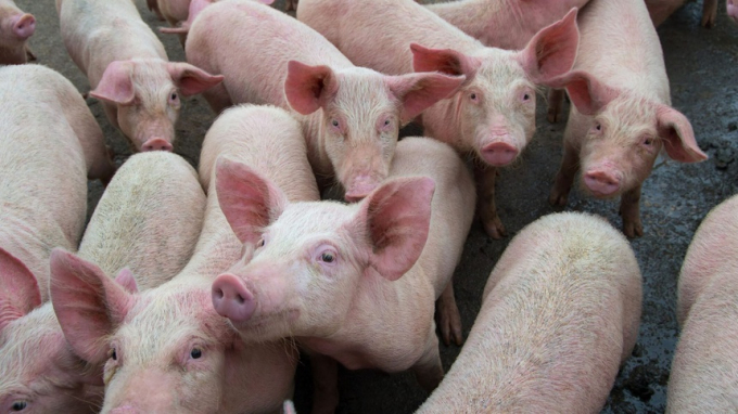 Trong 3 tháng đầu năm nay, Campuchia đã phát hiện 16 trường hợp vận chuyển trái phép động vật sống vào Campuchia, trong đó 3 trường hợp động vật sống nhiễm cúm lợn châu Phi. Ảnh: Istock.