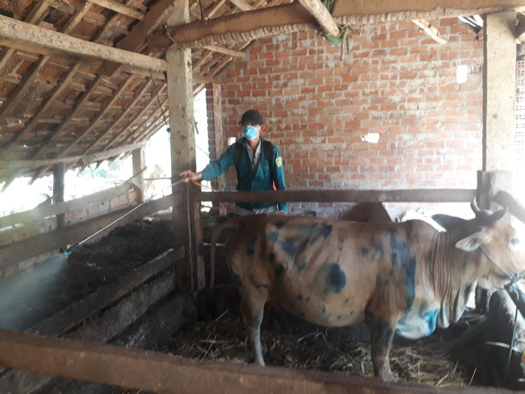 Trâu bò bị bệnh viêm da nổi cục tại huyện Phù Cát, tỉnh Bình Định - Ảnh: LÂM THIÊN