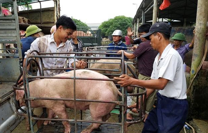 Giá lợn hơi hôm nay 8/6/2021: Giảm nhẹ, cao nhất đạt 75.000 đồng/kg. (Ảnh: Internet)